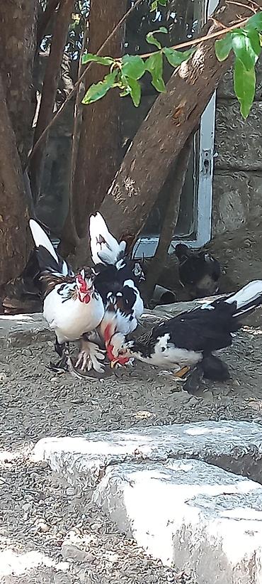 xoruzu: Satılır: nadir və dekorativ ayaqları tüklü Yaponka toyuqlar — 3