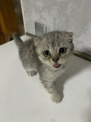 отдам кота я его боюсь: Скотиш Фолд (Шотландская вислоухая), 2 месяца, Девочка, Серый, Приучена к лотку