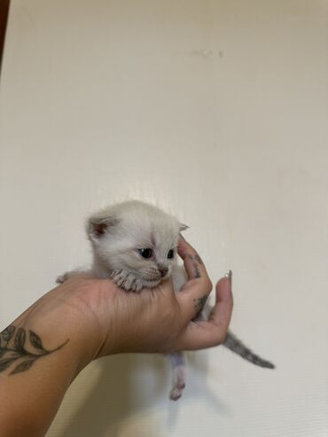 Pişiklər: Şotland — 4