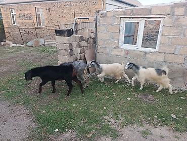 keci sagma aparati: Damazliq keciler satilir qara erkek 250m boz ana 200m bala ekiz cutu — 5