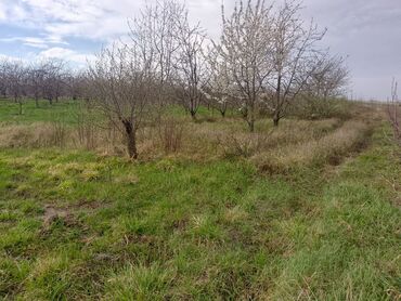 Torpaq sahələrinin satışı: Kənd təsərrüfatı — 17