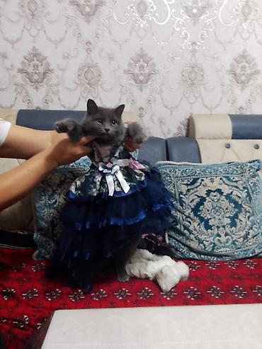 хай лайн соня грей: Кошка даром: Британская короткошёрстная, 2 года, Девочка, Приучена к лотку — 1