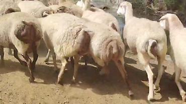 toyuq ucuz qiymete: Dişi, il: 1, Damazlıq, Pulsuz çatdırılma — 4