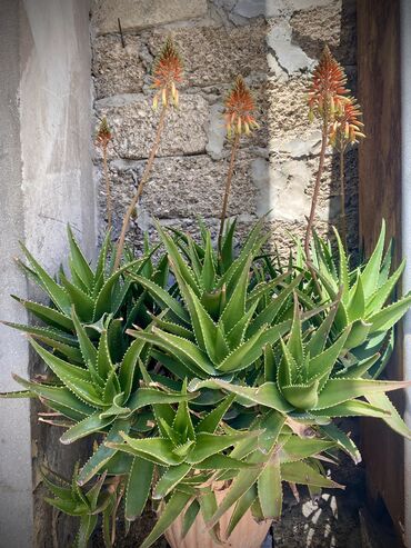 aloe vera gülü: Aloe gülü 
7 böyük və balaları ilə 
65 AZN