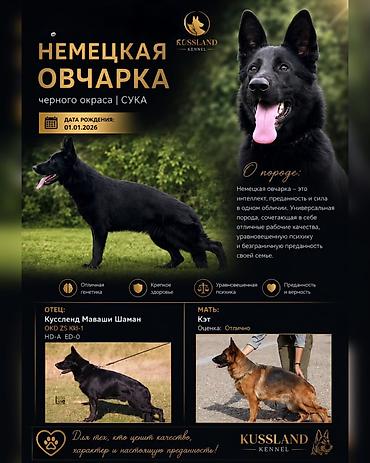 овчарку: Питомник Немецкой овчарки Kussland предлагает для продажи щенка — 1