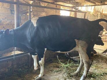 Kabrolar: Dişi, il: 3, Südlük