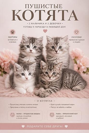 Продажа кошек: 2 месяца, Мальчик, Серый, Приучена к лотку — 1