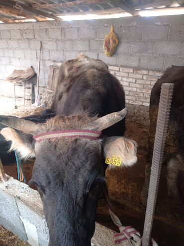 срочно продаю в связи с переездом: Сатам | Уй (ургаачы) | Аргын | Көбөйтүү үчүн | Байланган lalafo.kg да срочно продаю в связи с переездом: Сатам | Уй (ургаачы) | Аргын | Көбөйтүү үчүн | Байланган