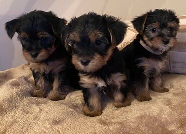 Awesome Yorkshire Terrier Puppies AKC Yorkshire puppies They are very