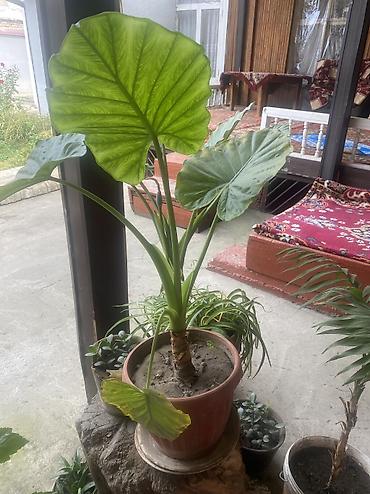 green leaf: Продам цветы цена договорная — 3