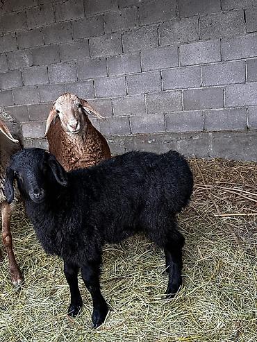 Баран, овца: Продаю | Овца (самка) | Для разведения — 2