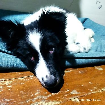 Отдам даром собаку: Щенок, черно-белый, среднего размера. Порода: дворняга . Возраст на — 12