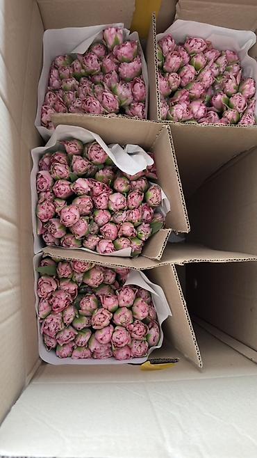 Букеты из живых цветов: Премиальные импортные тюльпаны Привозные тюльпаны лучшего качества — 16