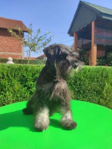 Psi: Patuljasti šnaucer Black & Silver štenci na prodaju. Ostenjeni — 3