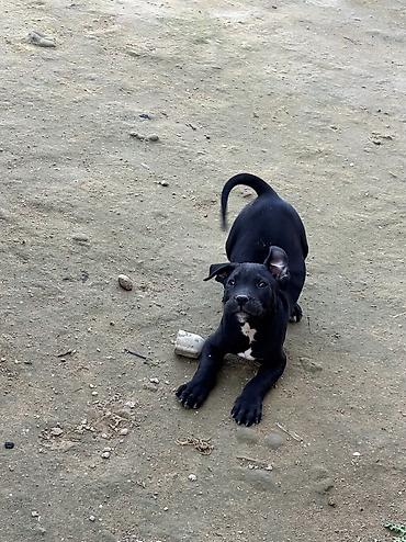 balaca cucə: Kane-Korso, 1 ay, Dişi — 6