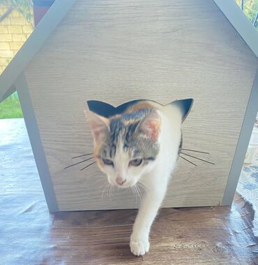 Yuvalar: Salam. Pişik, dovşan və itlər üçün keyfiyyətli yuvalara sifariş qəbul — 5