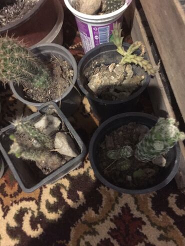 Kaktus: Kaktusi 100 dinara na lalafo.rs — 14 Kaktus: Kaktusi 100 dinara — 14