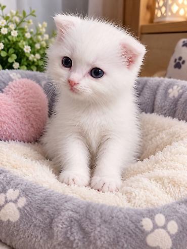 шотландский кот вислоухий: Британская короткошёрстная, 2 месяца, Девочка, Белый, Метис, Приучена к лотку — 1