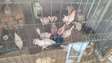 лоток для кроликов: Продаю | Куры | Домашняя | Для разведения — 3