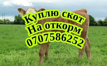 корова швет: Куплю | Лошади, кони, Коровы, быки | На откорм, Откормленные, Самовывоз