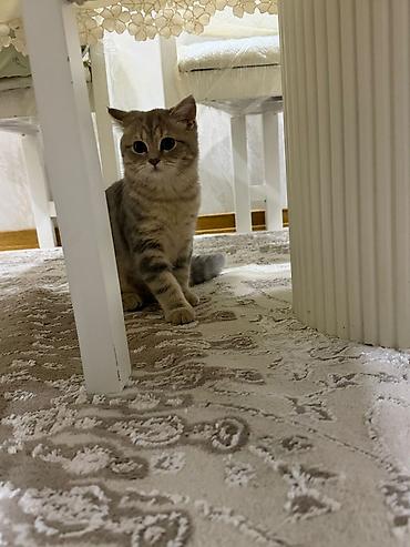 Кошки: Шотландская, Самец, В добрые руки, Самовывоз — 3