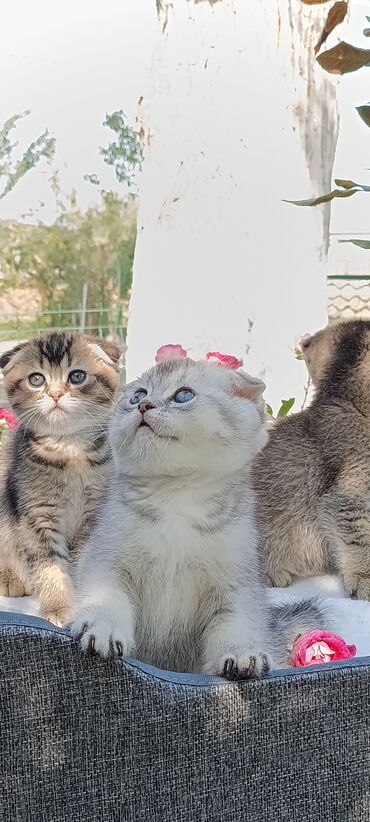 стрижка кошек с выездом на дом: Скотиш Фолд (Шотландская вислоухая), 1 месяц, Мальчик, Золотая шиншилла, Приучена к лотку, Проглистована