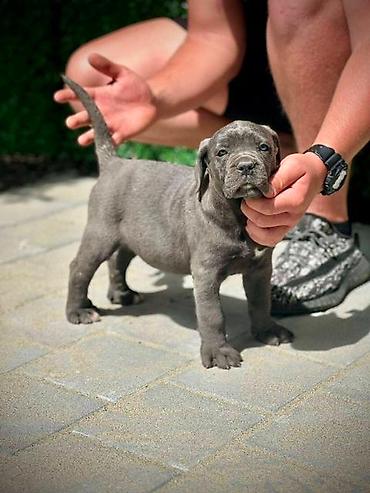 Psi: Cane Corso štenci Štenci Kane Korso stari 2 meseca na prodaju. U — 10