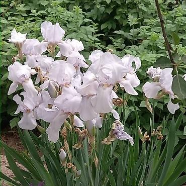 Другие садовые цветы и кустарники: Продаю разные цветы,злаковые: овсяница сизая,мискантус от 200с — 15