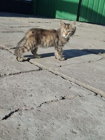 приют для котят: Кошка даром: Беспородная, 3 месяца, Девочка — 1