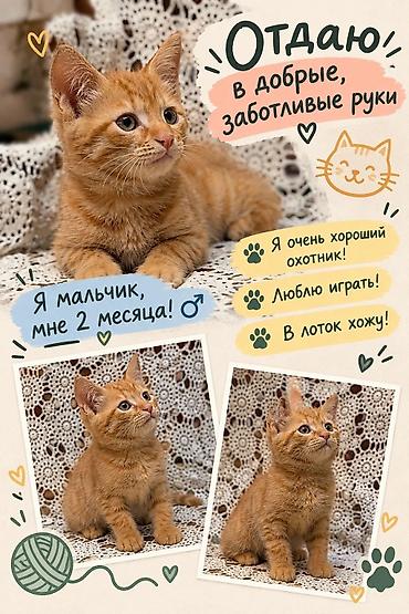 кошка породистые: Отдам котят в хорошие, добрые руки!!! — 2