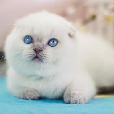 Pişiklər: Fars — 4