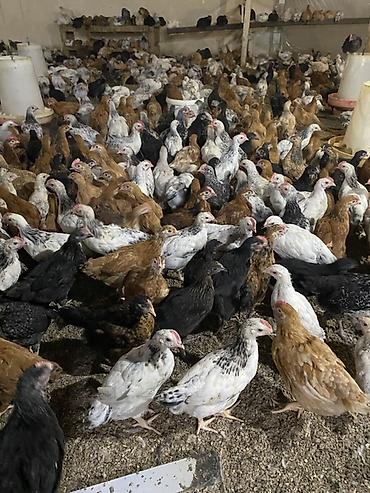 broyler yemi: Təsərrüfat üçün qarışıq yerli cins cücələr - Məhsul: Ətlik/yumurtalıq — 3