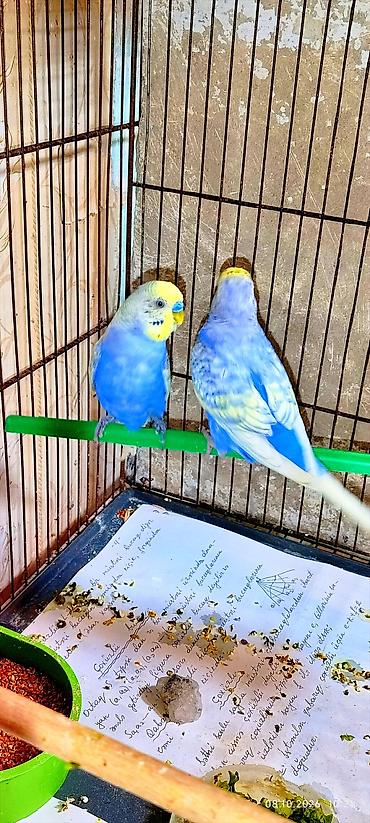 qus vuran: Məhsul: hazir citdiler,bala veren quslardi,renbowda dimey olar — 2
