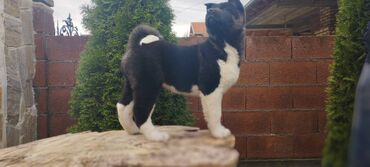 Psi: Na prodaju 3 muška šteneta iz vrhunskog legla, od oca Balua, oba pola — 7