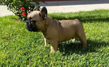 Psi: Odgajivačnica francuskih buldoga "Od kuce don" predstavlja leglo na — 8