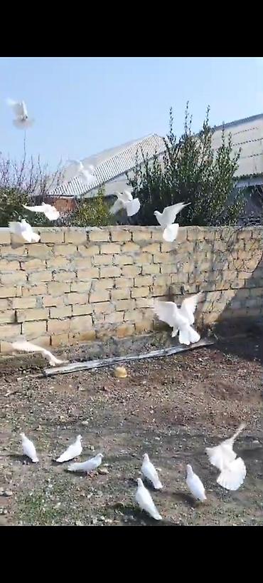 Göyərçinlər: Kom bir nesil 12 tük ağlar çılpaq 23 quşdu kom 220 m - Növ: ev — 9