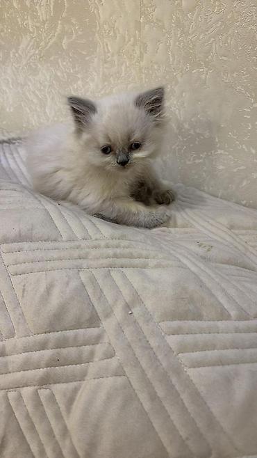 Pişiklər: Yumşaq, uzun tüklü balaca pişik balaları. Şəkillərdə iki balaca — 1