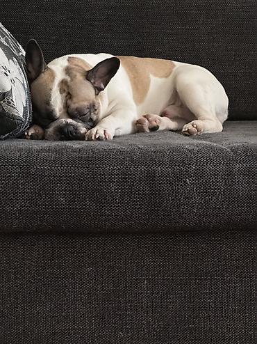 добрый: ИЩЕМ ДОМ ДЛЯ ПРЕКРАСНОГО МАЛЬЧИКА! 🐶❤️ Французский бульдог, кобель, 5 — 3
