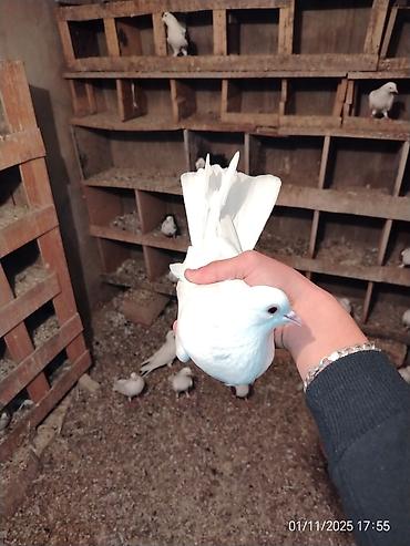 heyvan seksi.com: Quslar hamsi yorgun tutulub biri 10 baldan — 6