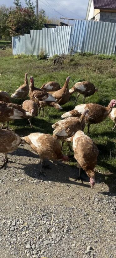 Hinduşkalar: Salam alekum bu hidusqa satandab 5 hidusqa zakaz etmisik pulu atmisiq — 7