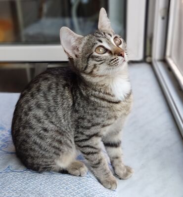 овчарку в добрые руки в Азербайджан | Коты: Домашний котенок, девочка 3 месяца, бесплатно в добрые руки