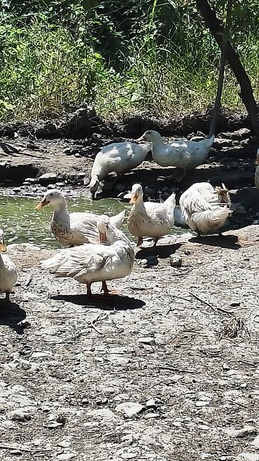 tap az qusar heyvanlar: Ağ Pekin (bolqar) ördəkləri satılır. Biri 15 manatdan 18 ədəd — 5