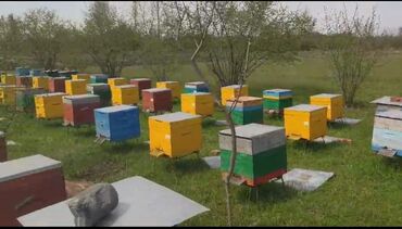 ana arı satışı: Arı ailələri satılır giymetde razilasmaq olar ünvan Zaqatala. əlaqe