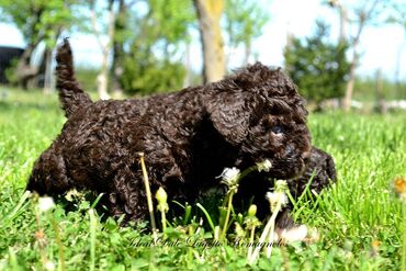 Psi: Lagotto Romagnolo štenci dostupni u odgajivačnici Ideal Dale Otkrijte — 9