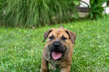 Psi: Sa ponosom predstavljamo vrhunske štence rase Južnoafrički mastif – — 23