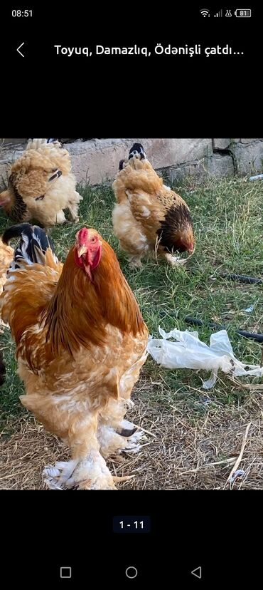 Toyuqlar: Toyuq, Damazlıq, Ödənişli çatdırılma — 13