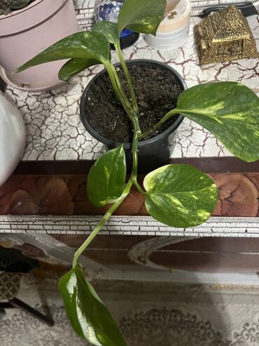 Otaq bitkiləri: Her nov guler var endirimnen verecem Gencedi istiyen yazsin satiş — 96