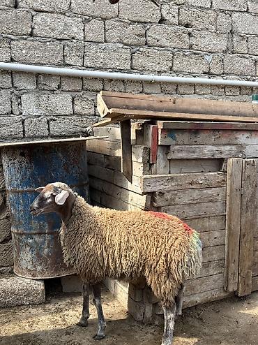 etlik: Quzu, Erkək, ay: 8, 35 kq, Ətlik, Ünvandan götürmə — 1