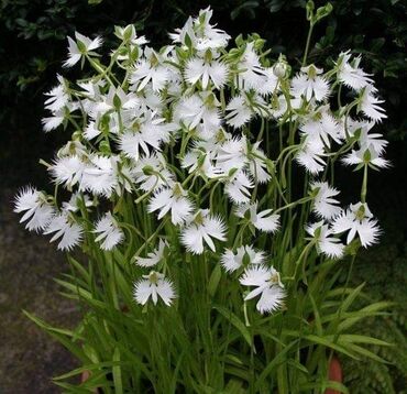 Sve za kuću i baštu: Orhideja bela čaplja - retka biljka CENA:500 din Orhideja bela čapla