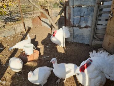 kanada sortu hinduska in Azərbaycan | HINDUŞKALAR: Salam şəkildəki kanada sortu hinduşkaların yumurtası satılır.Hamısı